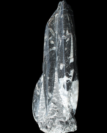 Orthoceras sculpture tower from Morocco 239*75mm 1616g in sunlight - Rocks and Things Store