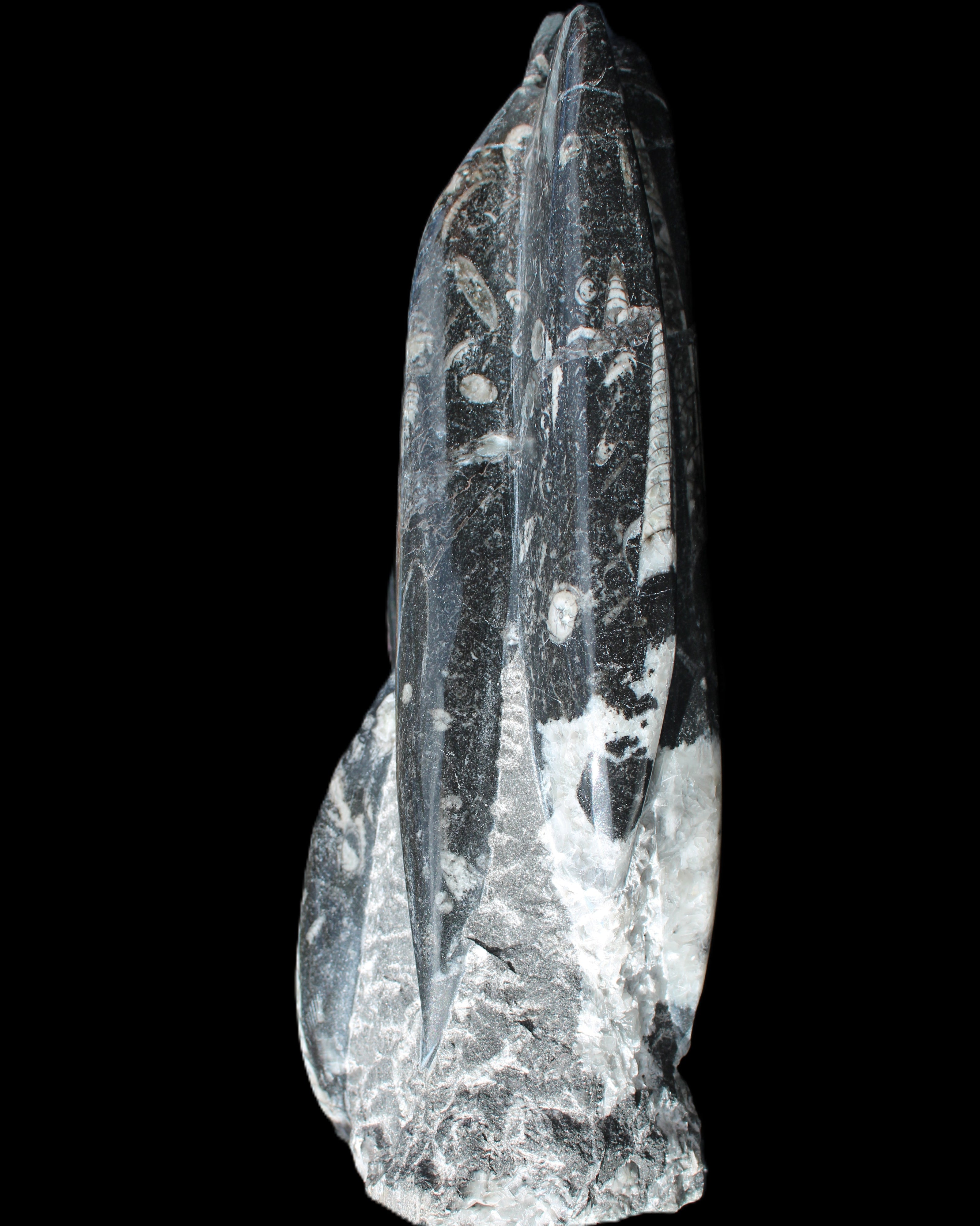 Orthoceras sculpture tower from Morocco 239*75mm 1616g in sunlight - Rocks and Things Store