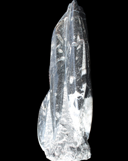 Orthoceras sculpture tower from Morocco 239*75mm 1616g in sunlight - Rocks and Things Store