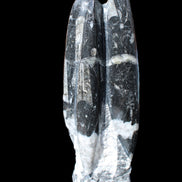 Orthoceras sculpture tower from Morocco 239*75mm 1616g in sunlight - Rocks and Things Store