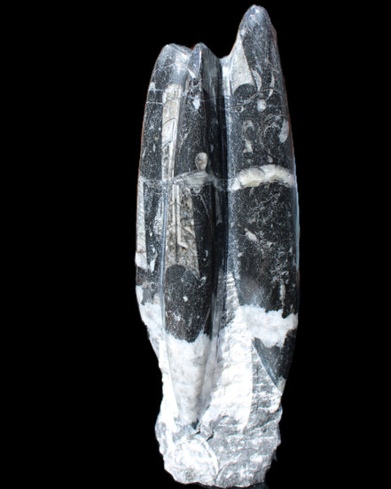 Orthoceras sculpture tower from Morocco 239*75mm 1616g in sunlight - Rocks and Things Store