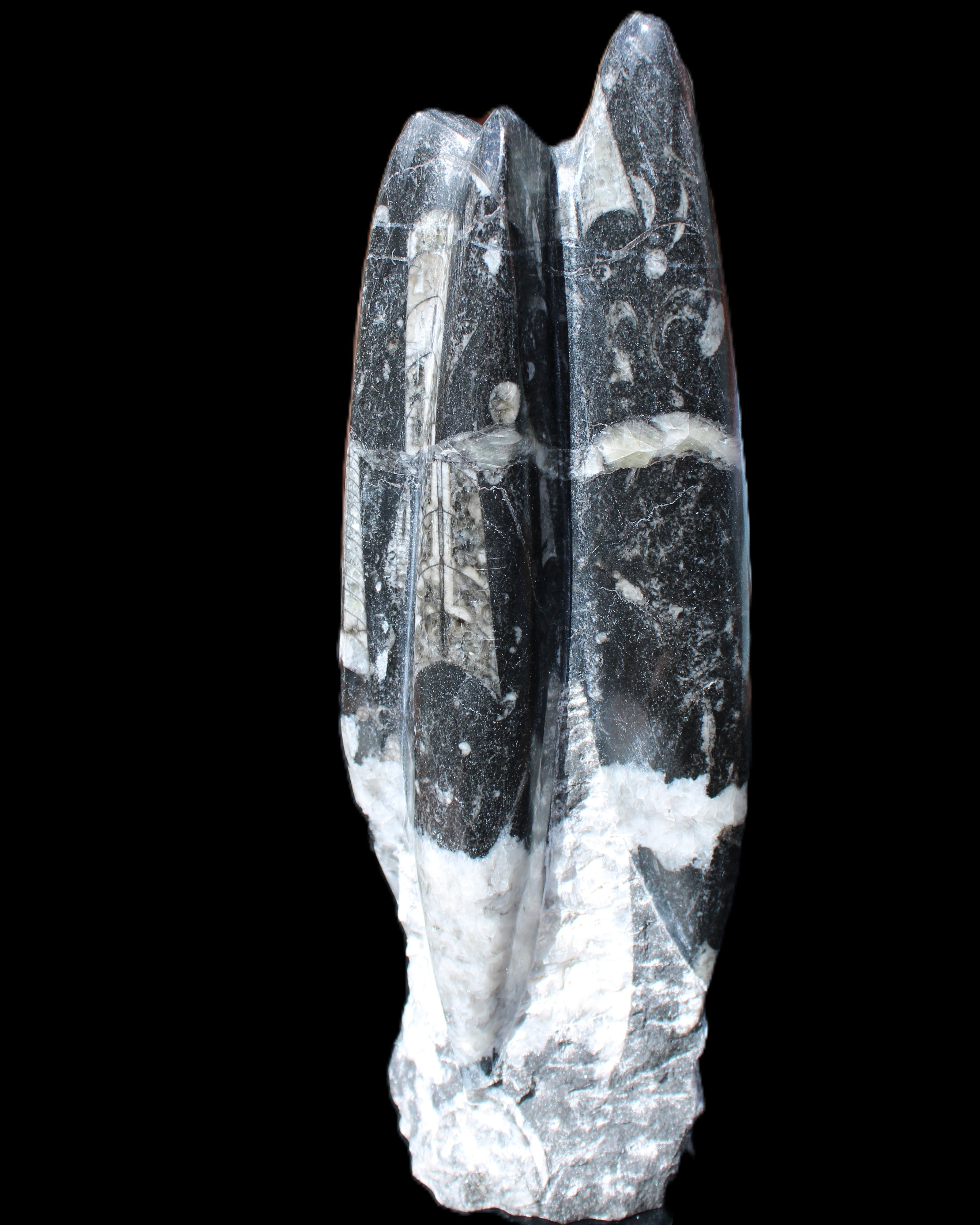 Orthoceras sculpture tower from Morocco 239*75mm 1616g in sunlight - Rocks and Things Store