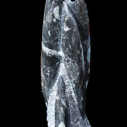 Orthoceras sculpture tower from Morocco 239*75mm 1616g in sunlight - Rocks and Things Store