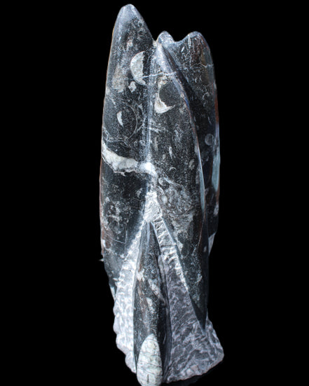Orthoceras sculpture tower from Morocco 239*75mm 1616g in sunlight - Rocks and Things Store