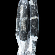 Orthoceras sculpture tower from Morocco 239*75mm 1616g in sunlight - Rocks and Things Store