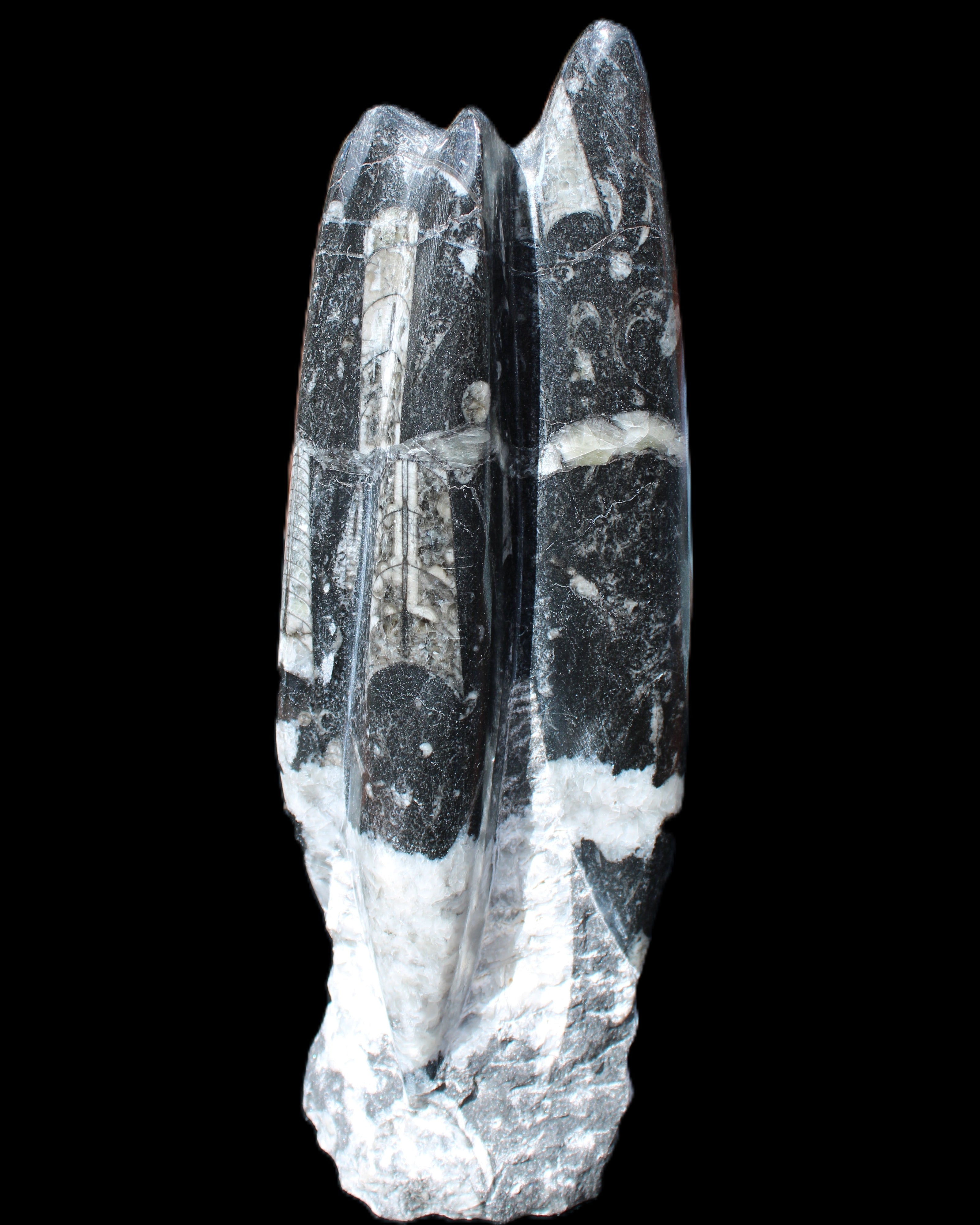 Orthoceras sculpture tower from Morocco 239*75mm 1616g in sunlight - Rocks and Things Store