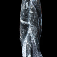 Orthoceras sculpture tower from Morocco 239*75mm 1616g in sunlight - Rocks and Things Store