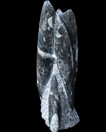 Orthoceras sculpture tower from Morocco 239*75mm 1616g in sunlight - Rocks and Things Store
