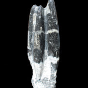 Orthoceras sculpture tower from Morocco 239*75mm 1616g in sunlight - Rocks and Things Store