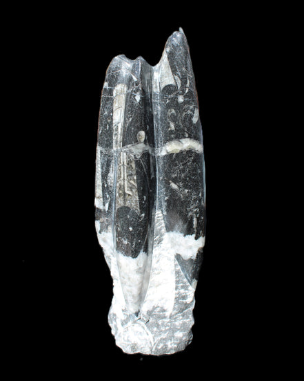 Orthoceras sculpture tower from Morocco 239*75mm 1616g in sunlight - Rocks and Things Store