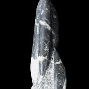 Orthoceras sculpture tower from Morocco 239*75mm 1616g in sunlight - Rocks and Things Store