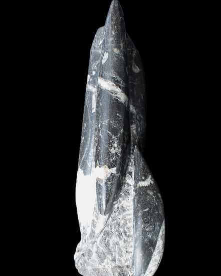 Orthoceras sculpture tower from Morocco 239*75mm 1616g in sunlight - Rocks and Things Store