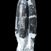 Orthoceras sculpture tower from Morocco 239*75mm 1616g in sunlight - Rocks and Things Store