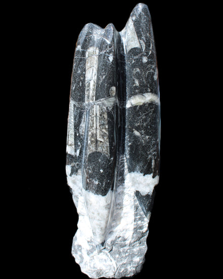 Orthoceras sculpture tower from Morocco 239*75mm 1616g in sunlight - Rocks and Things Store