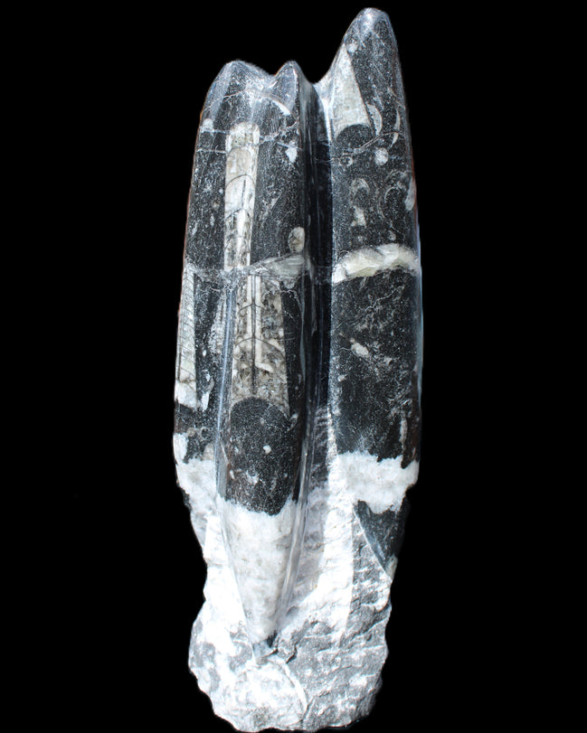 Orthoceras sculpture tower from Morocco 239*75mm 1616g in sunlight - Rocks and Things Store