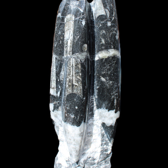 Orthoceras sculpture tower from Morocco 239*75mm 1616g in sunlight - Rocks and Things Store