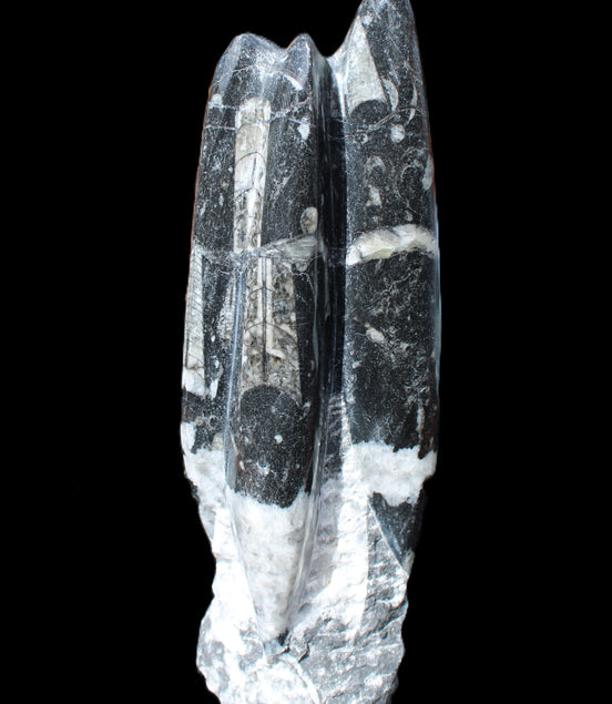Orthoceras sculpture tower from Morocco 239*75mm 1616g in sunlight - Rocks and Things Store