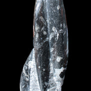 Orthoceras sculpture tower from Morocco 239*75mm 1616g in sunlight - Rocks and Things Store