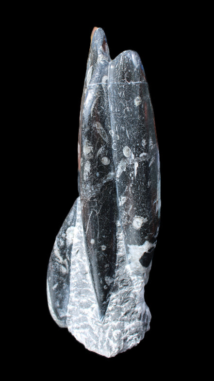 Orthoceras sculpture tower from Morocco 239*75mm 1616g in sunlight - Rocks and Things Store
