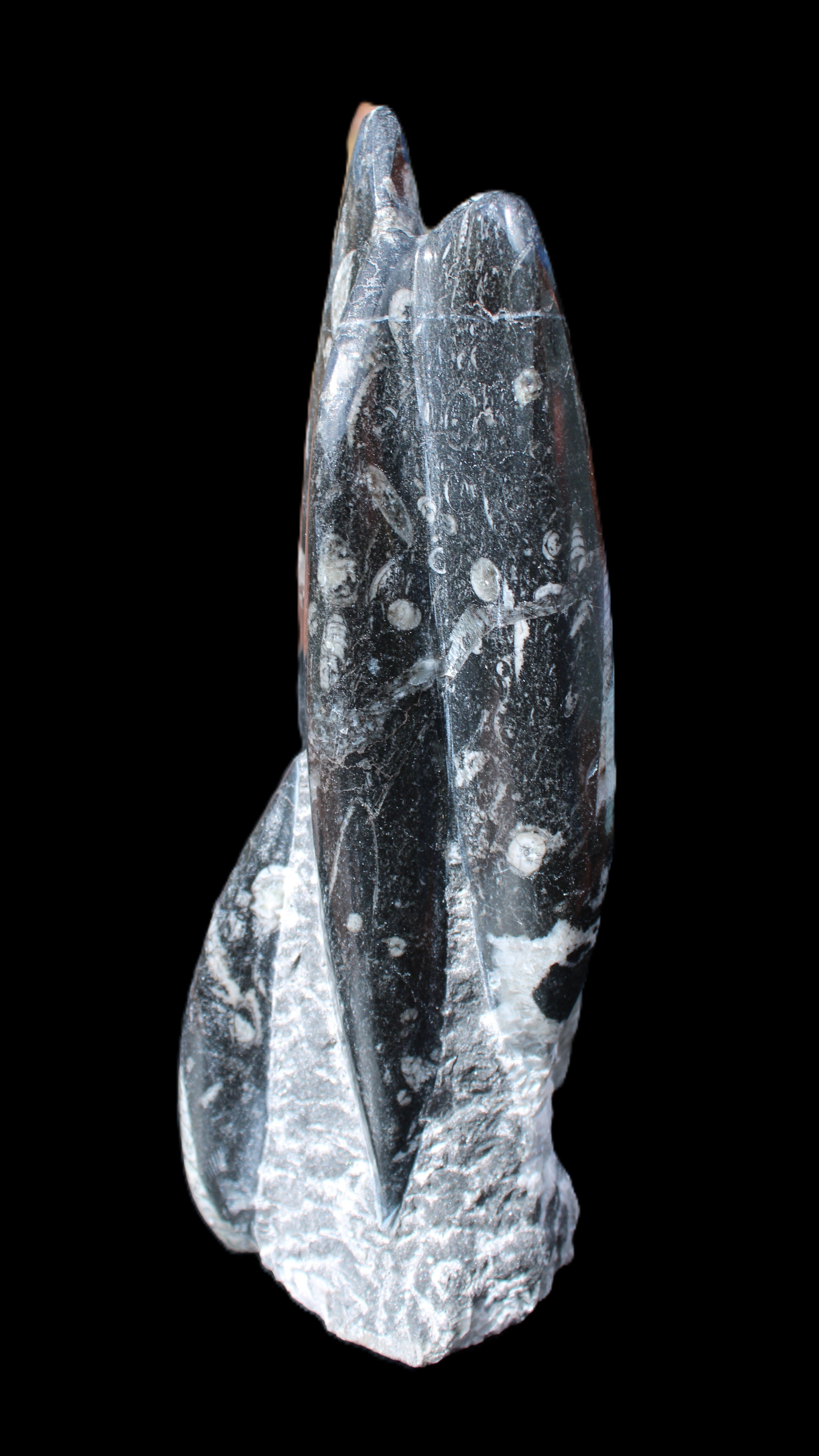 Orthoceras sculpture tower from Morocco 239*75mm 1616g in sunlight - Rocks and Things Store