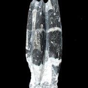 Orthoceras sculpture tower from Morocco 239*75mm 1616g in sunlight - Rocks and Things Store