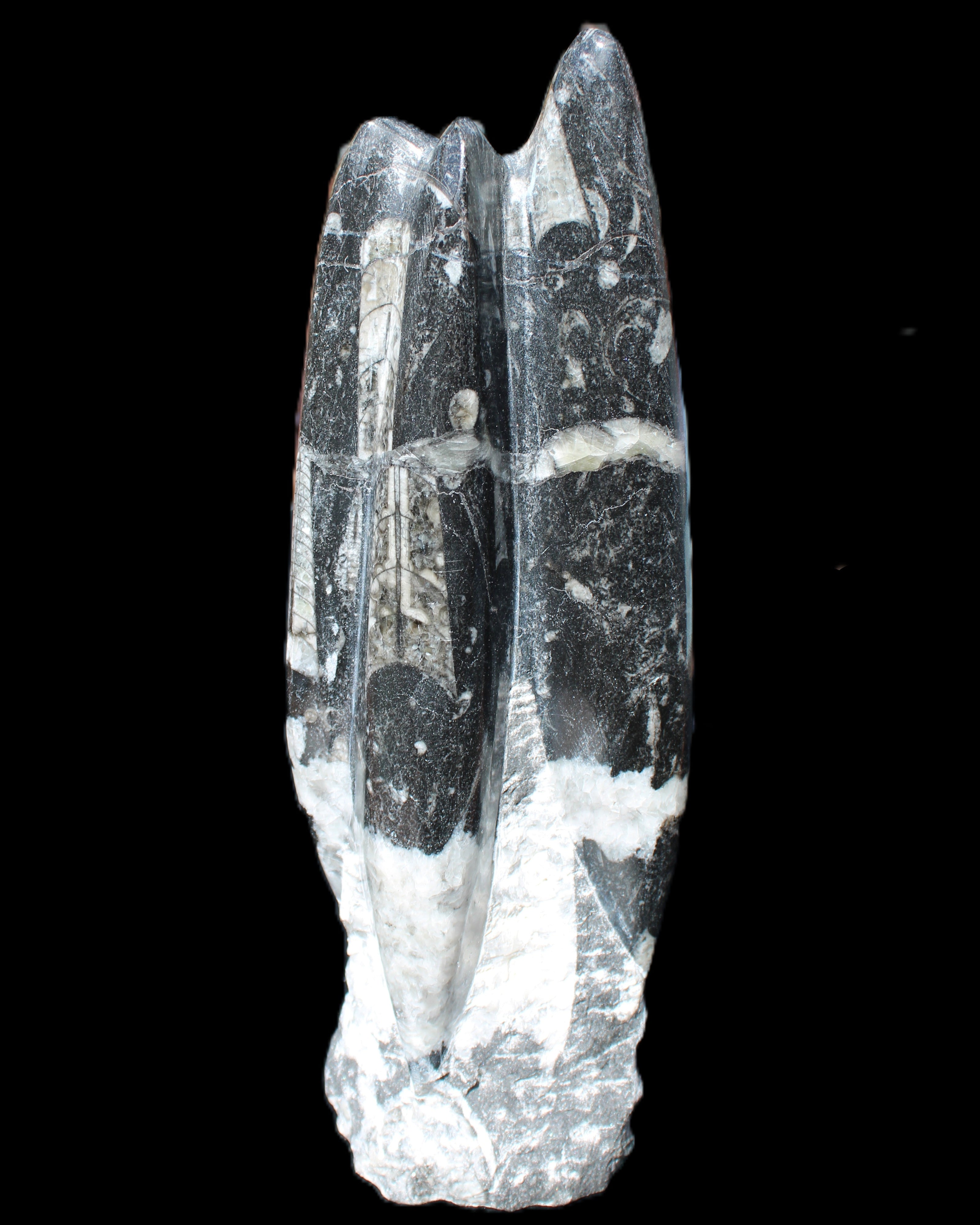 Orthoceras sculpture tower from Morocco 239*75mm 1616g in sunlight - Rocks and Things Store