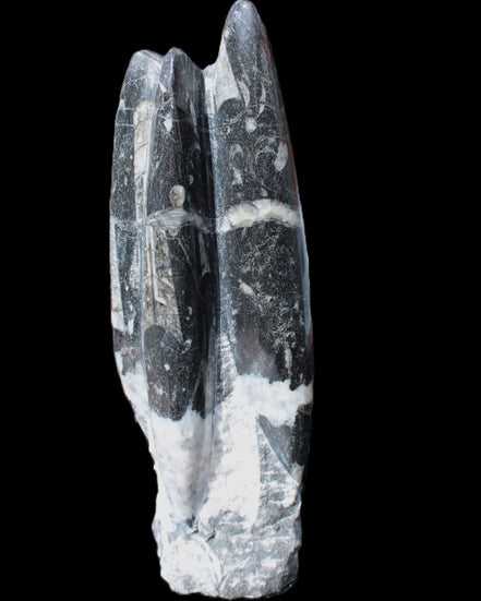 Orthoceras sculpture tower from Morocco 239*75mm 1616g in sunlight - Rocks and Things Store