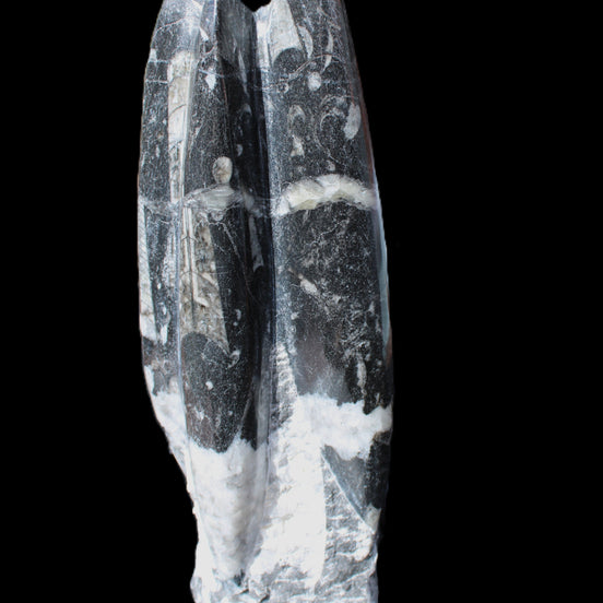 Orthoceras sculpture tower from Morocco 239*75mm 1616g in sunlight - Rocks and Things Store