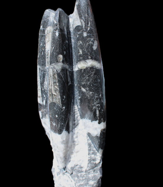 Orthoceras sculpture tower from Morocco 239*75mm 1616g in sunlight - Rocks and Things Store