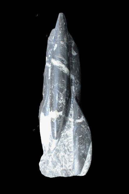 Orthoceras sculpture tower from Morocco 239*75mm 1616g in sunlight - Rocks and Things Store
