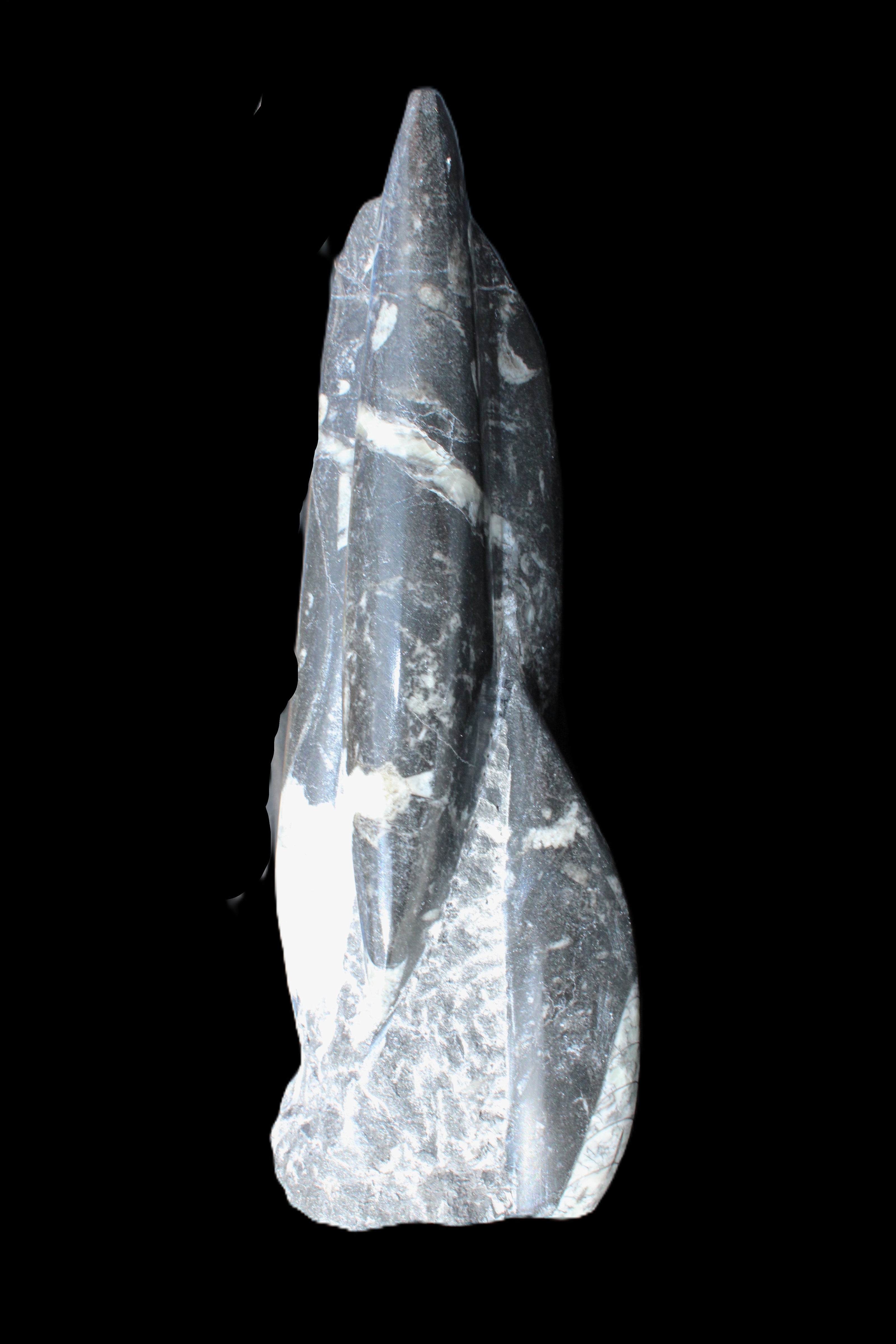 Orthoceras sculpture tower from Morocco 239*75mm 1616g in sunlight - Rocks and Things Store