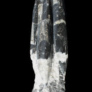 Orthoceras sculpture tower from Morocco 239*75mm 1616g in sunlight - Rocks and Things Store