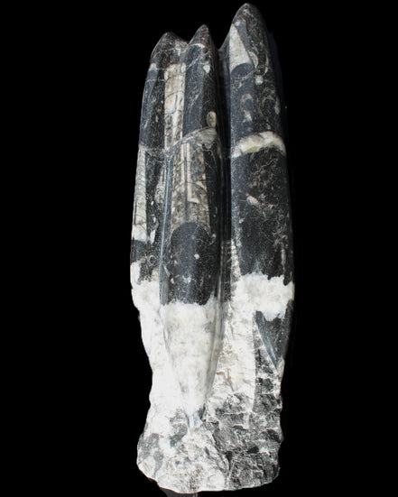 Orthoceras sculpture tower from Morocco 239*75mm 1616g in sunlight - Rocks and Things Store
