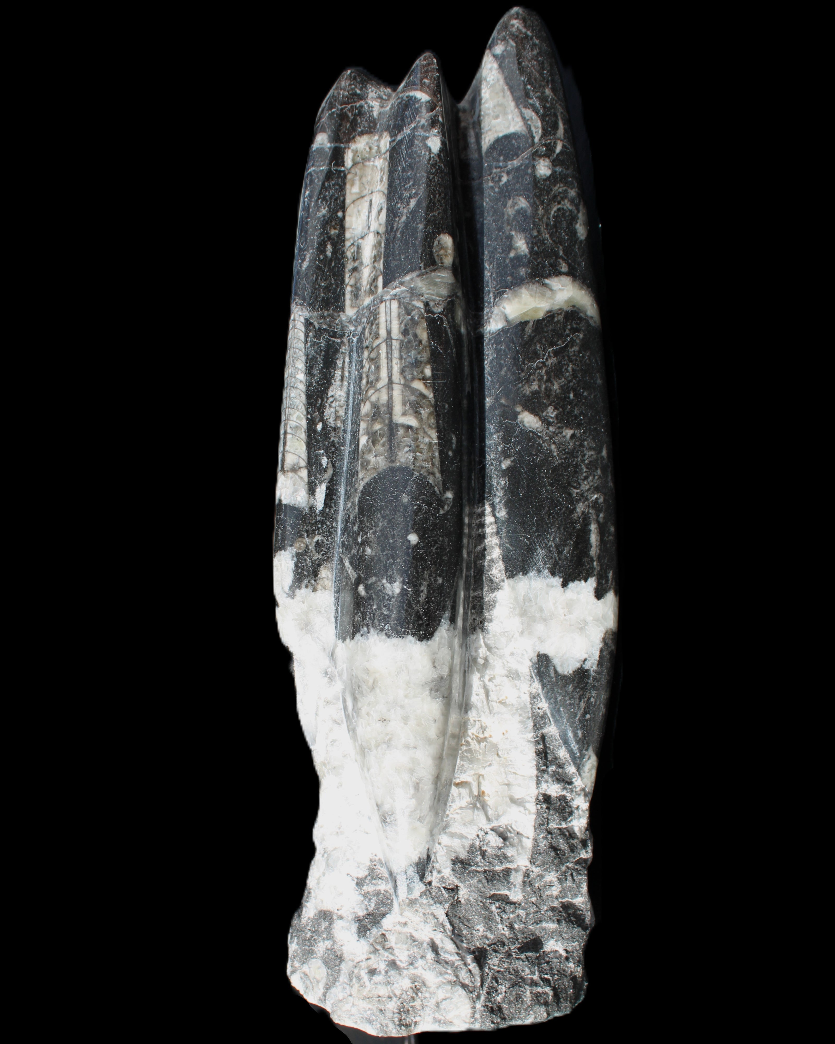 Orthoceras sculpture tower from Morocco 239*75mm 1616g in sunlight - Rocks and Things Store