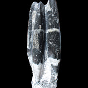 Orthoceras sculpture tower from Morocco 239*75mm 1616g in sunlight - Rocks and Things Store