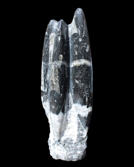 Orthoceras sculpture tower from Morocco 239*75mm 1616g in sunlight - Rocks and Things Store