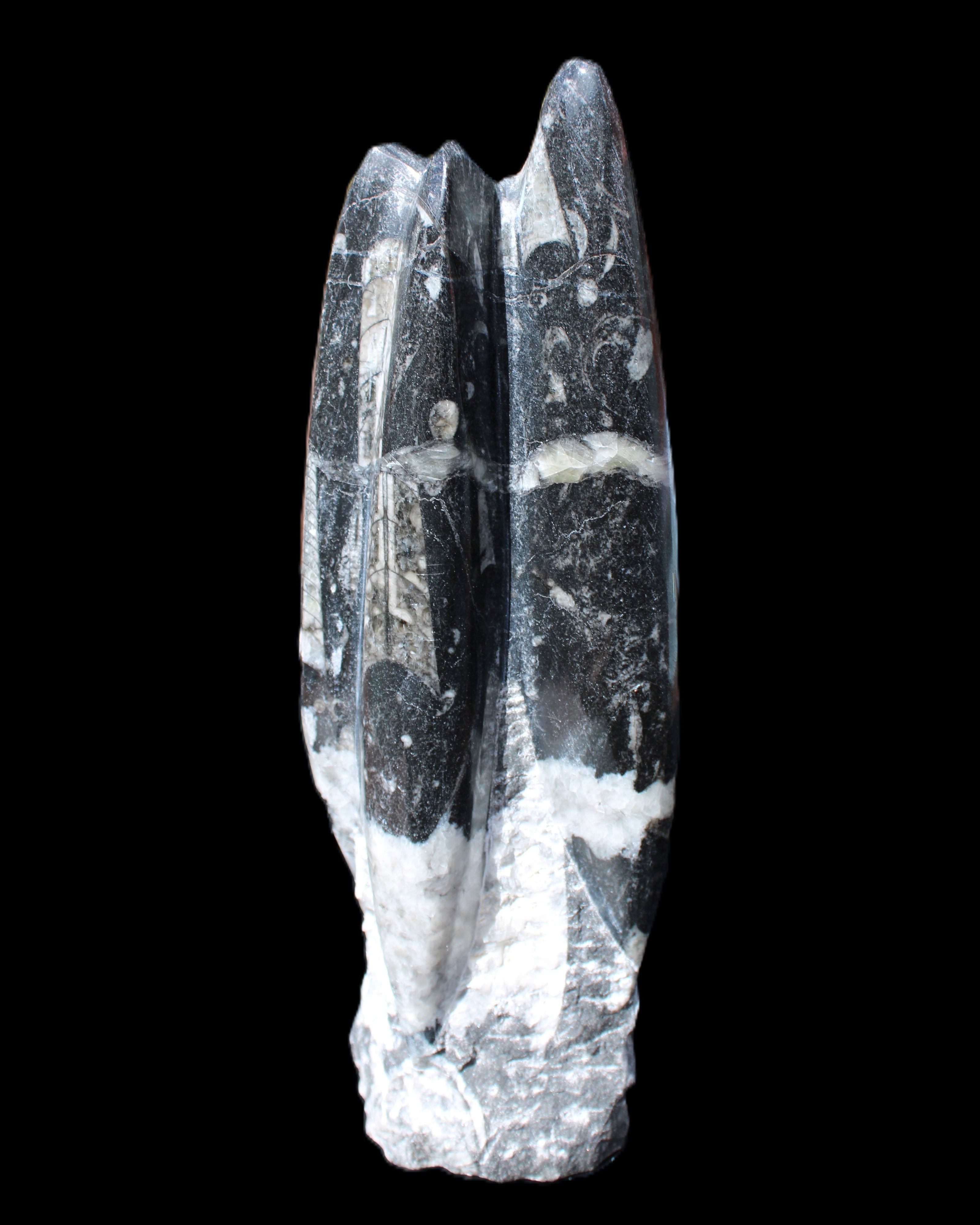 Orthoceras sculpture tower from Morocco 239*75mm 1616g in sunlight - Rocks and Things Store