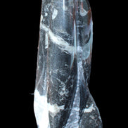 Orthoceras sculpture tower from Morocco 239*75mm 1616g in sunlight - Rocks and Things Store