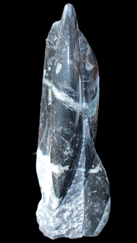 Orthoceras sculpture tower from Morocco 239*75mm 1616g in sunlight - Rocks and Things Store