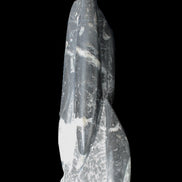 Orthoceras sculpture tower from Morocco 239*75mm 1616g in sunlight - Rocks and Things Store