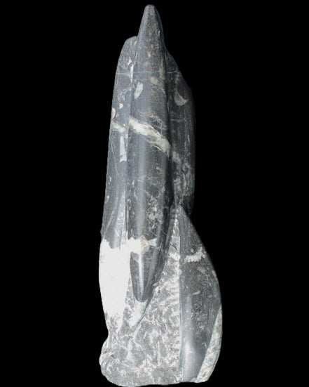 Orthoceras sculpture tower from Morocco 239*75mm 1616g in sunlight - Rocks and Things Store
