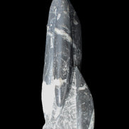 Orthoceras sculpture tower from Morocco 239*75mm 1616g in sunlight - Rocks and Things Store