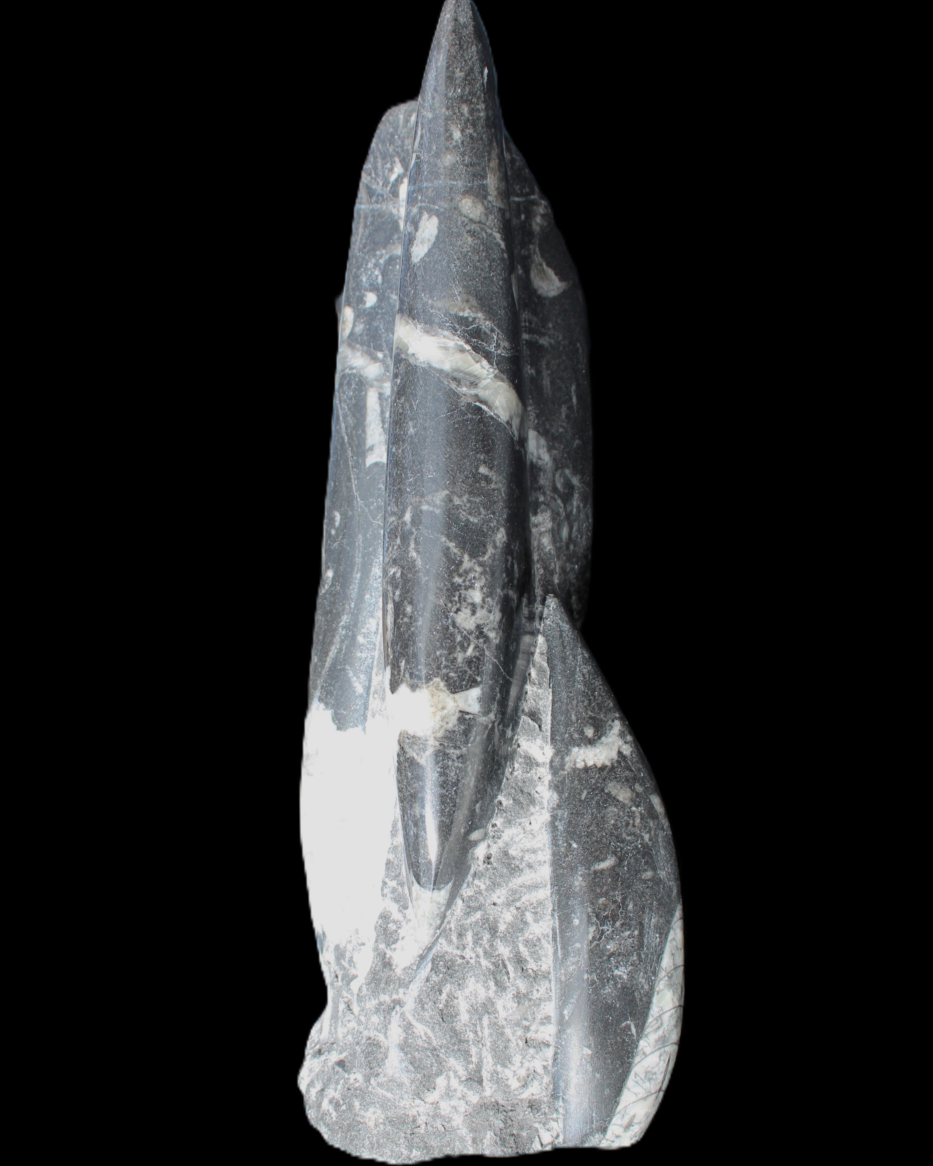 Orthoceras sculpture tower from Morocco 239*75mm 1616g in sunlight - Rocks and Things Store