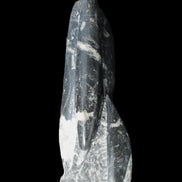 Orthoceras sculpture tower from Morocco 239*75mm 1616g in sunlight - Rocks and Things Store