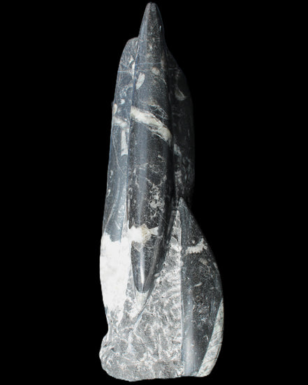 Orthoceras sculpture tower from Morocco 239*75mm 1616g in sunlight - Rocks and Things Store