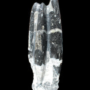 Orthoceras sculpture tower from Morocco 239*75mm 1616g in sunlight - Rocks and Things Store