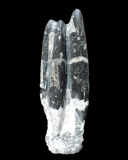 Orthoceras sculpture tower from Morocco 239*75mm 1616g in sunlight - Rocks and Things Store