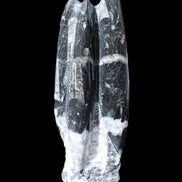 Orthoceras sculpture tower from Morocco 239*75mm 1616g in sunlight - Rocks and Things Store