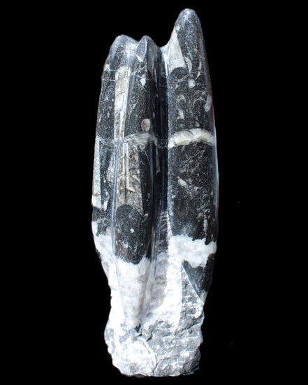 Orthoceras sculpture tower from Morocco 239*75mm 1616g in sunlight - Rocks and Things Store