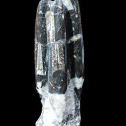 Orthoceras sculpture tower from Morocco 239*75mm 1616g in sunlight - Rocks and Things Store